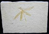 Fossil Dragonfly (Tharsophlebia) - Solnhofen Limestone #31384-1